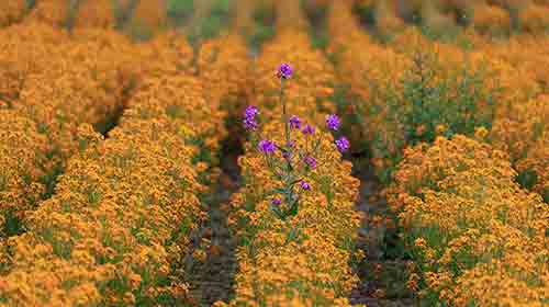 Field of yellow flowers with one different purple flower in the middle